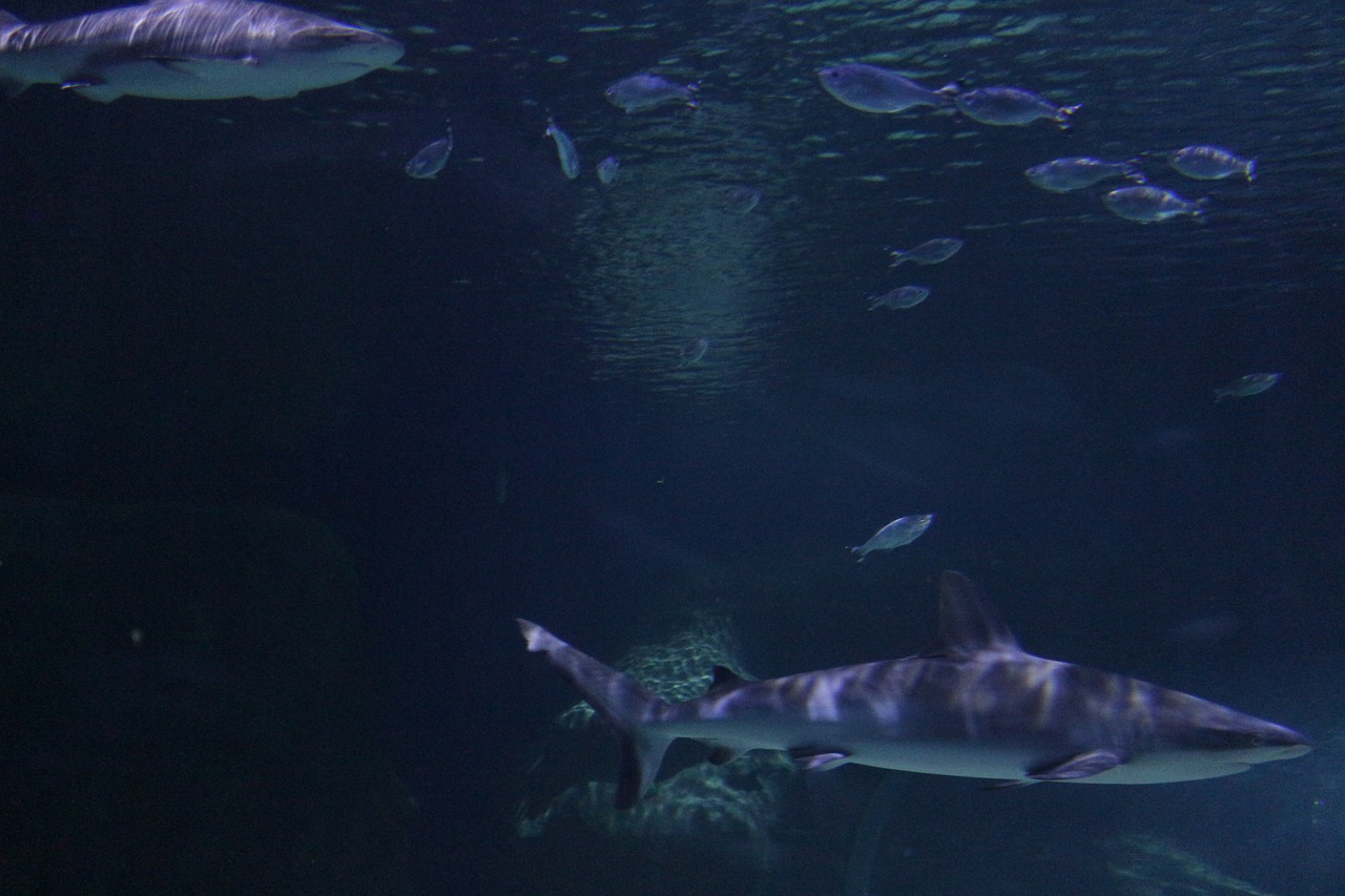 shark underwater fish free photo