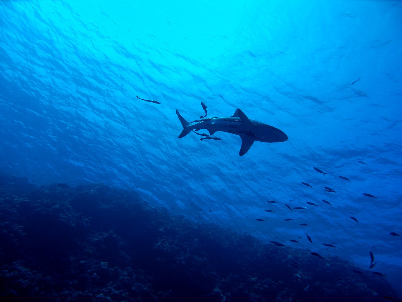 shark great barrier reef underwater free photo