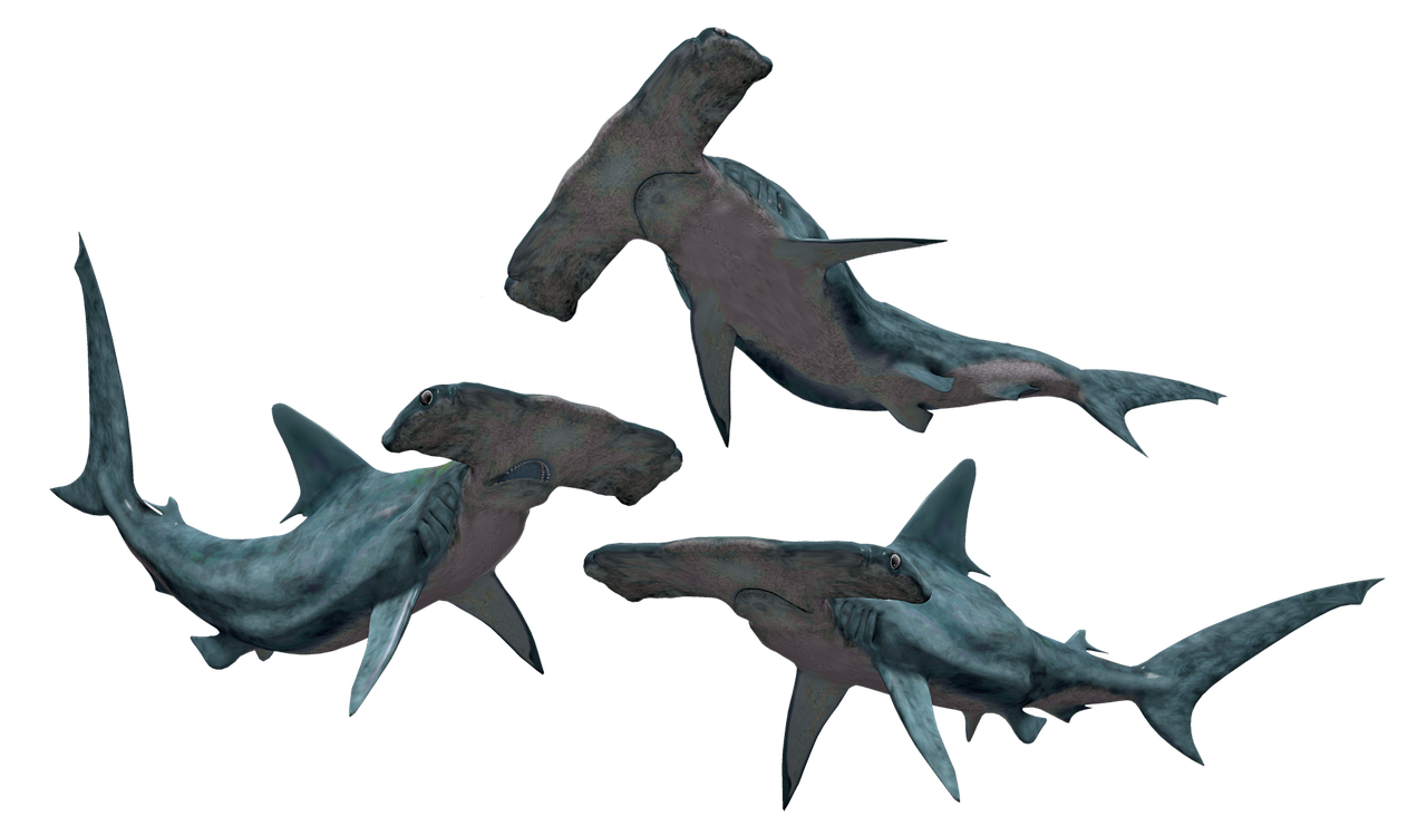 shark  sharks  hammerhead free photo
