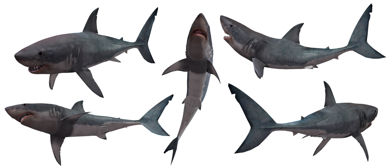 shark  sharks  jaws free photo