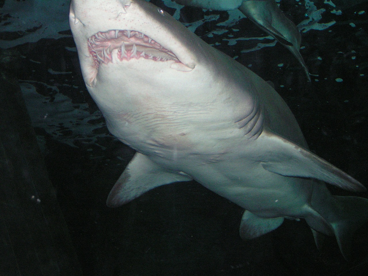 shark saltwater marine life free photo