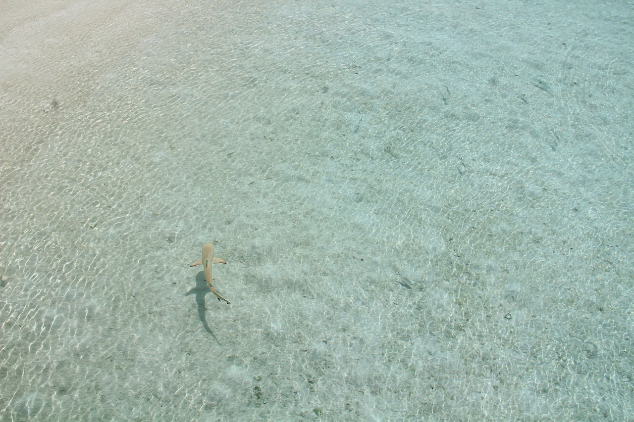 shark  maldives  mar free photo