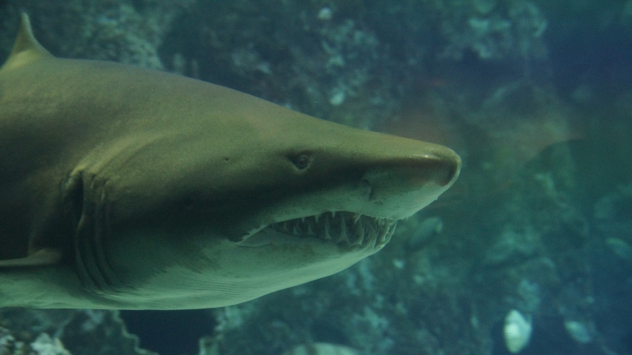 shark teeth underwater free photo