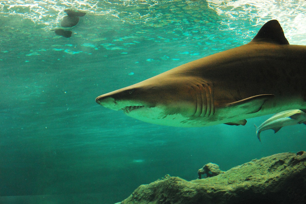 shark under-water animal free photo