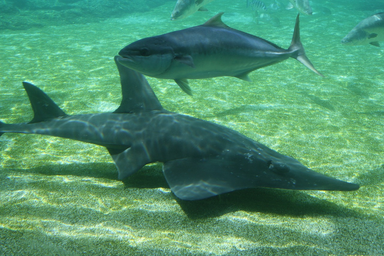 shark fish underwater free photo