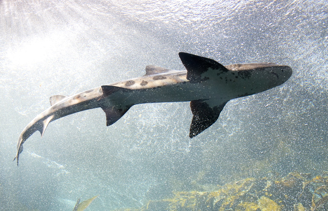 shark swimming aquarium free photo