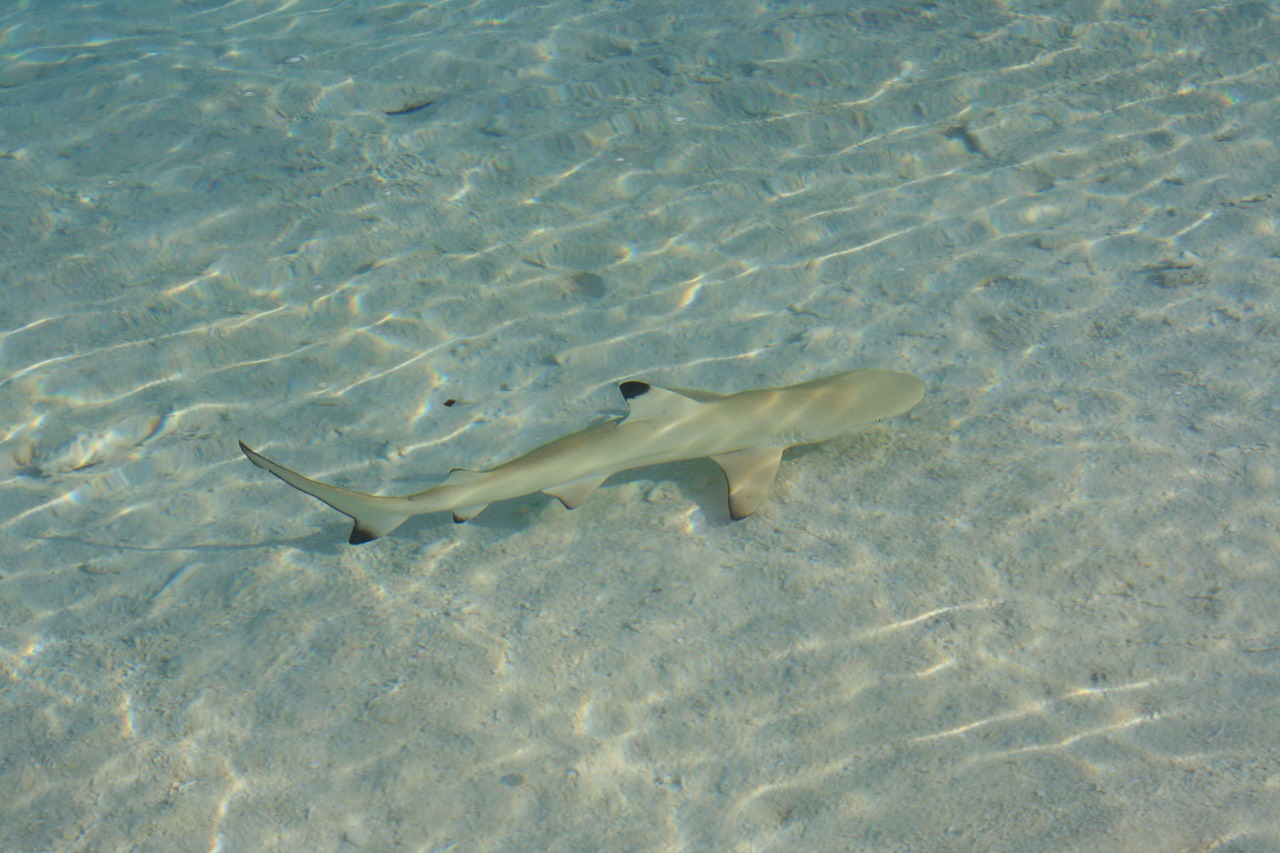 shark maldives fish free photo