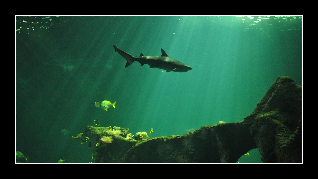 shark aquarium fish free photo