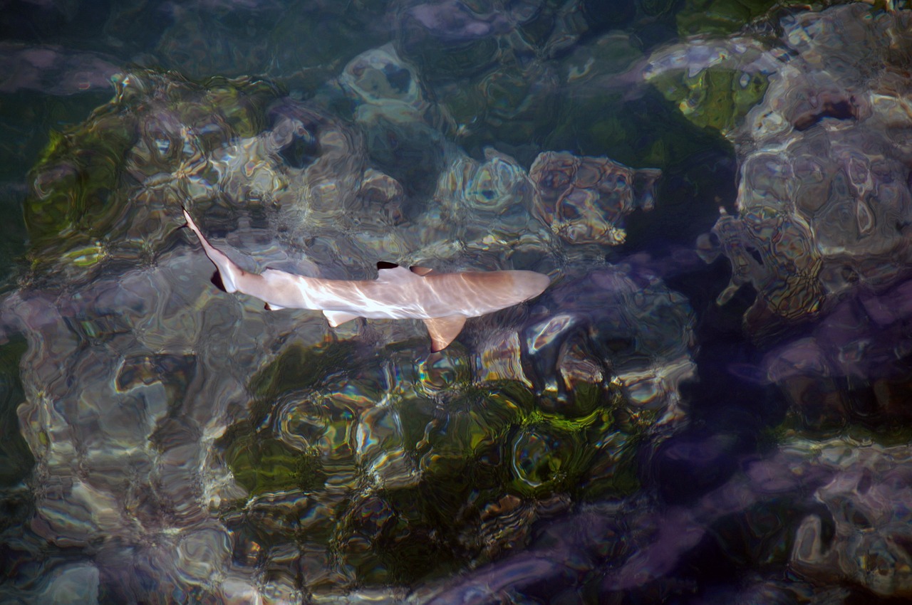 shark swimming water free photo