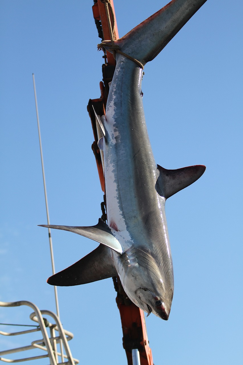 shark fishing net free photo