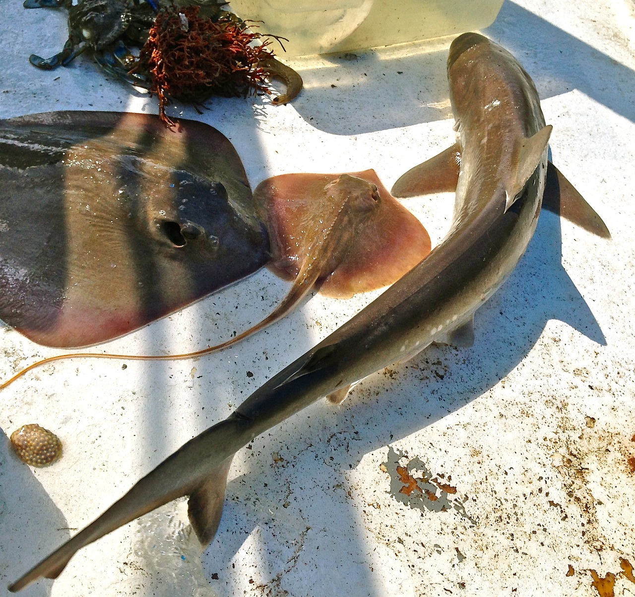 shark cramp-fish fishes free photo