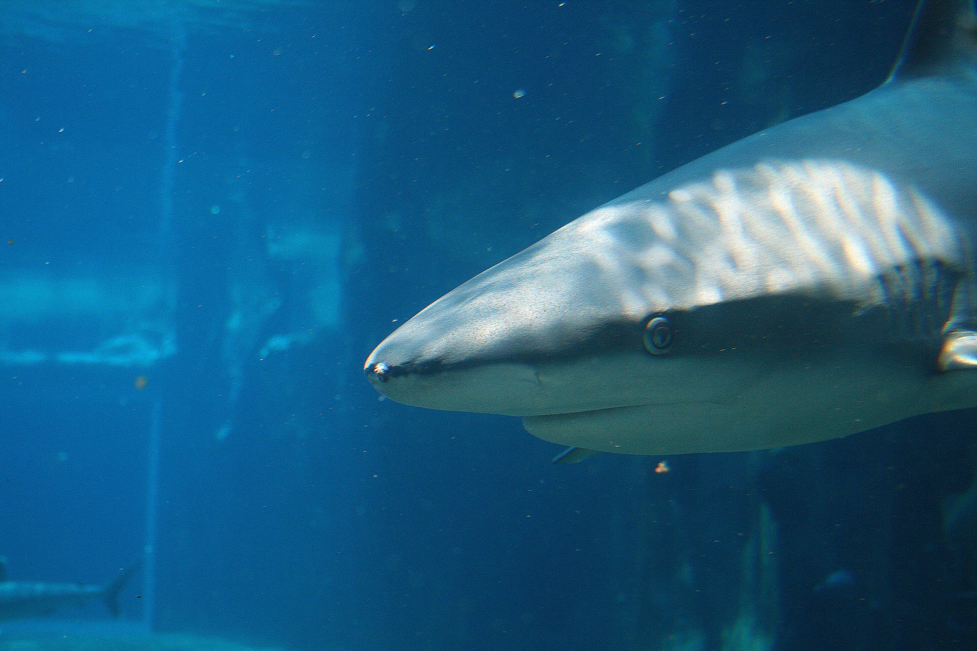 shark marine life aquarium free photo