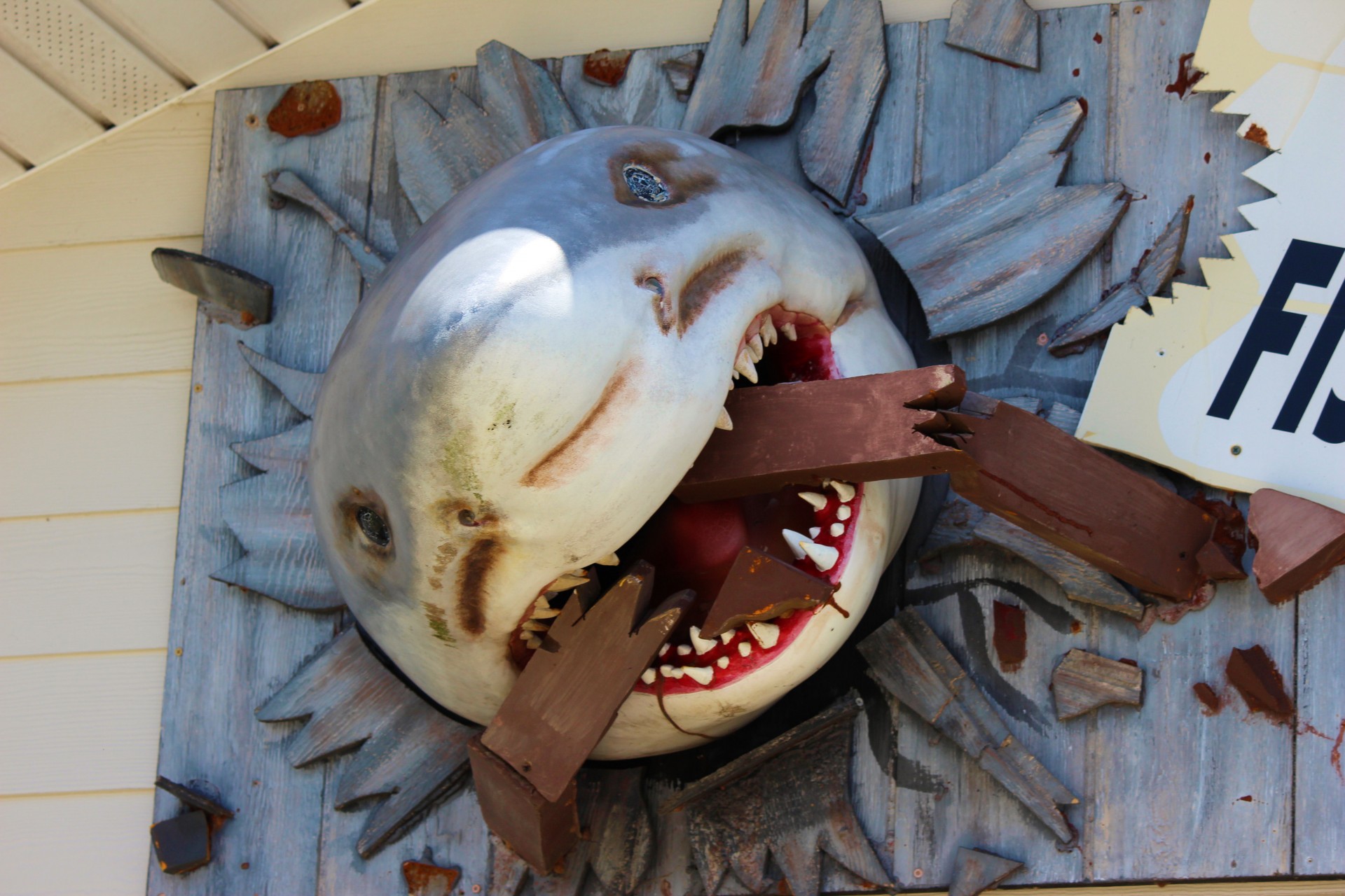 shark teeth chomp free photo