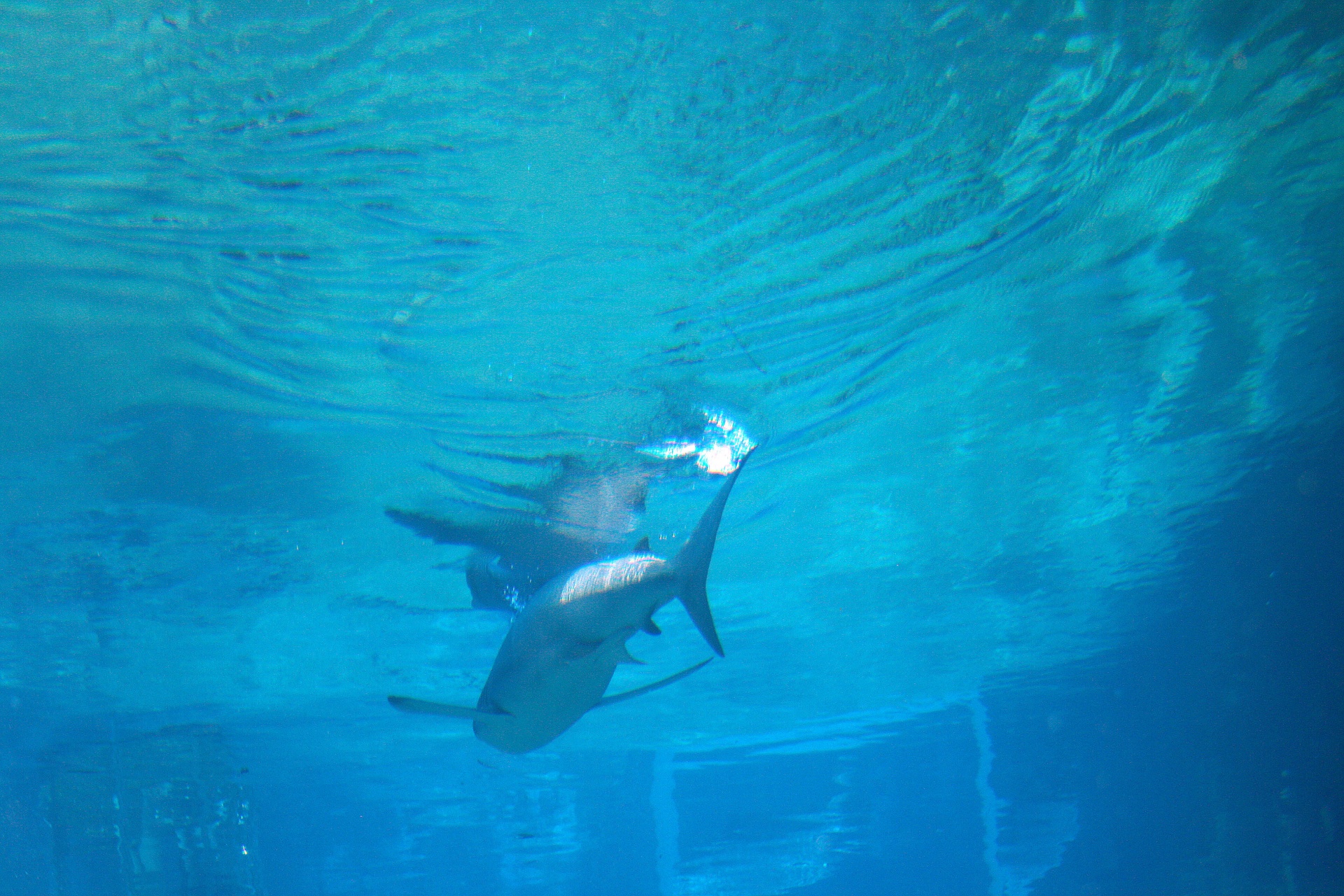 shark aquarium tank free photo