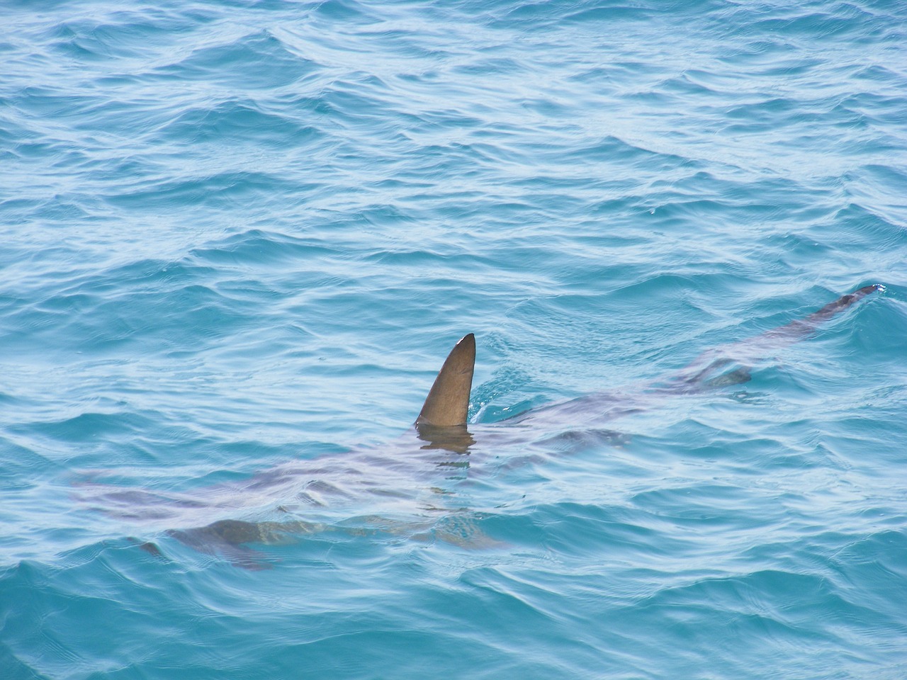 shark fin shark fin free photo