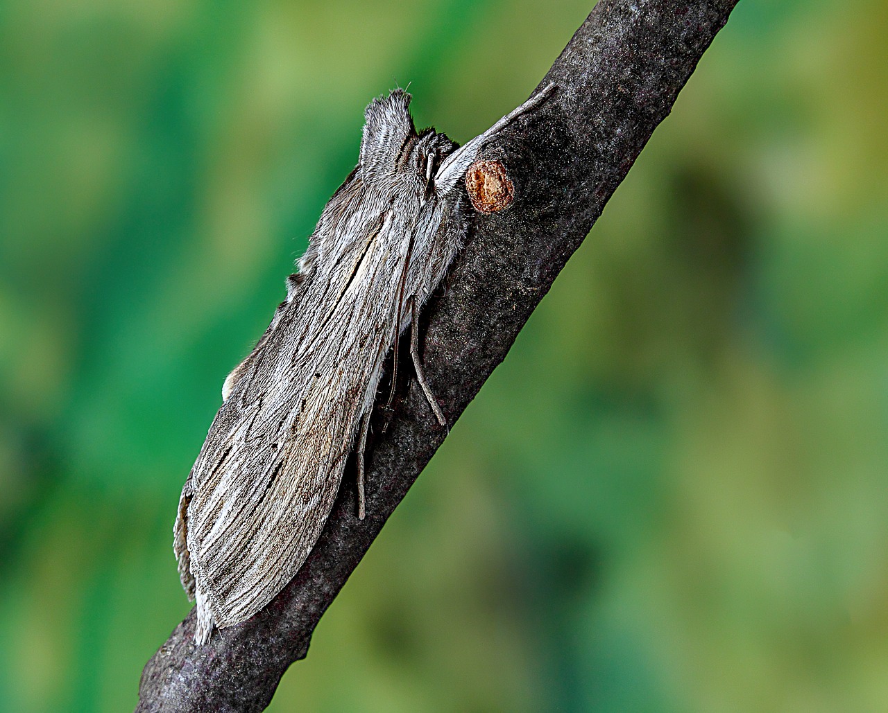 shark-moth  wings  pattern free photo