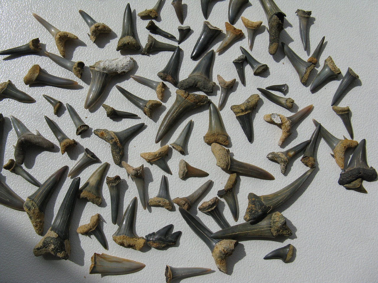 shark teeth fossils hai free photo