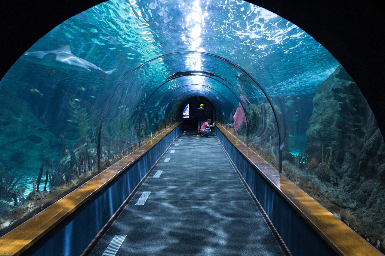 shark tunnel aquarium loropark free photo
