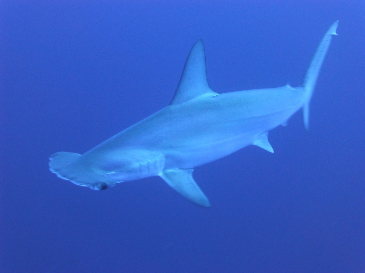 sharks blue underwater free photo
