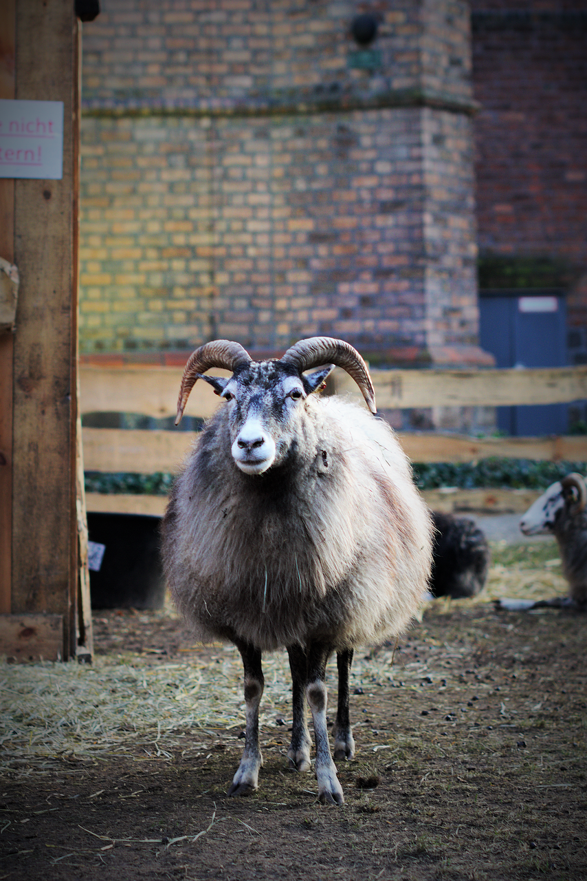 sharp sheep horns free photo