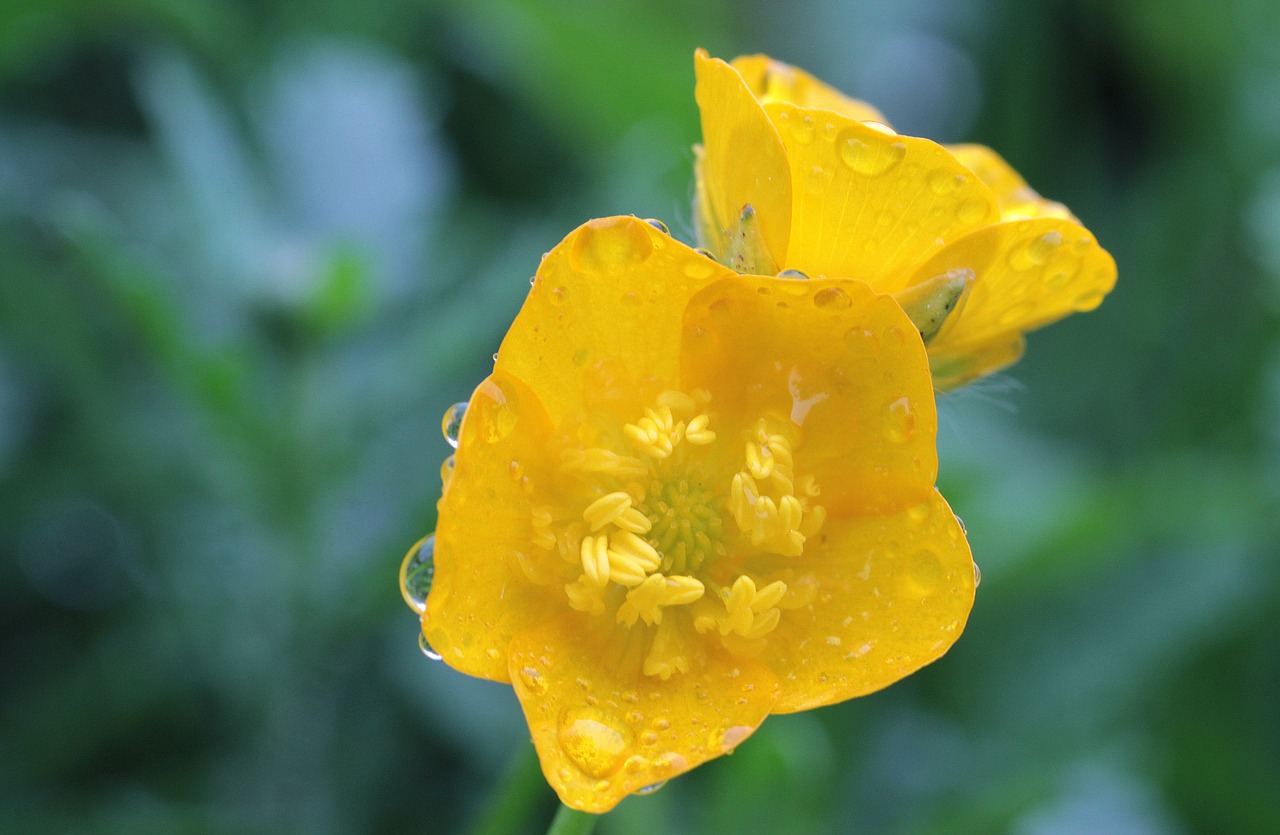 sharp buttercup ranunculus acris buttercup free photo