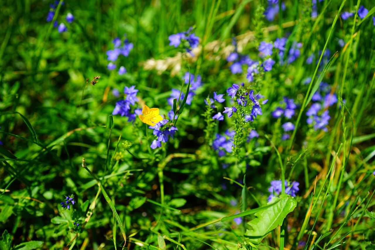 sharp buttercup flower yellow free photo