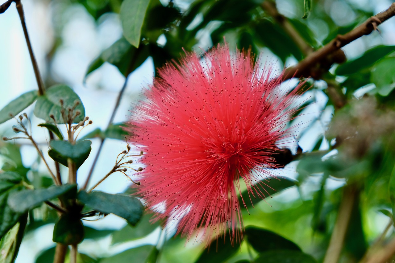 sharp petals  flower  red free photo