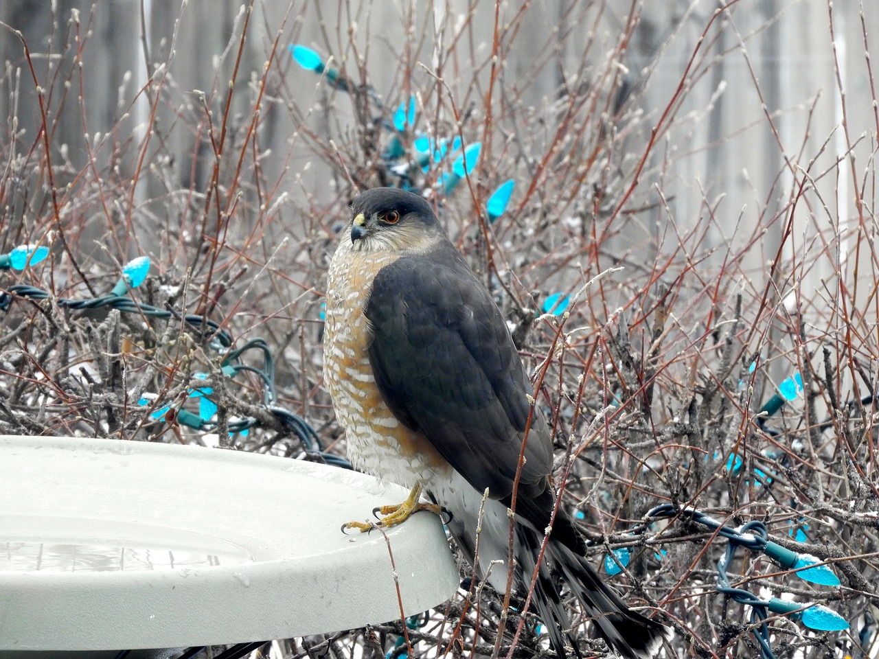 sharp shinned hawk  raptor  winter free photo