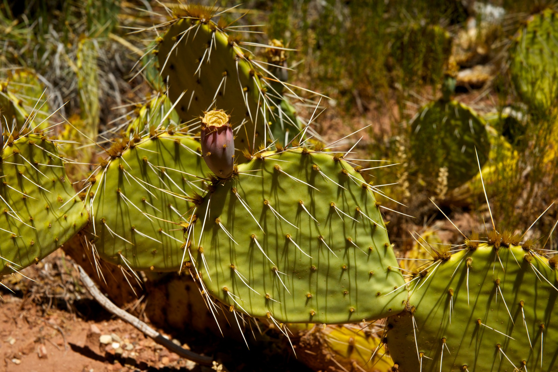 arid cactus desert free photo
