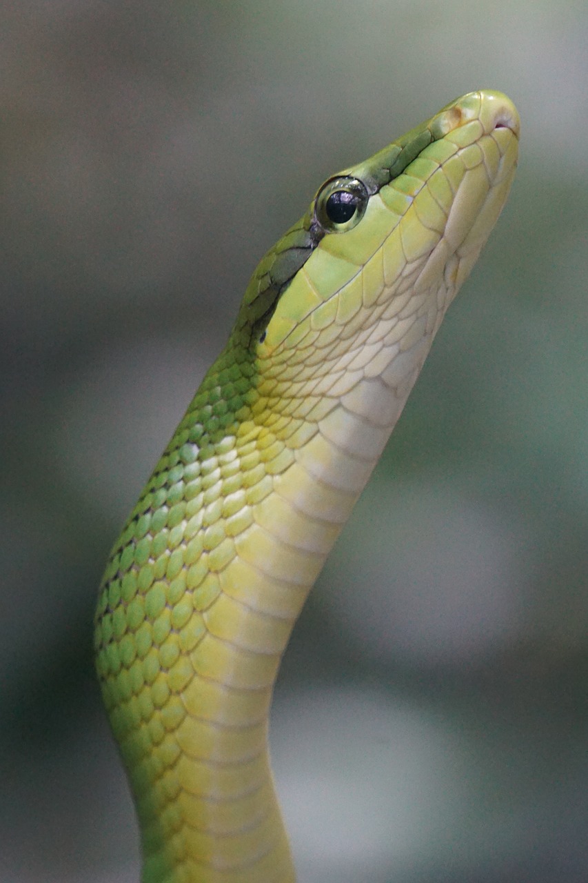 sharpnose snake snake non toxic free photo