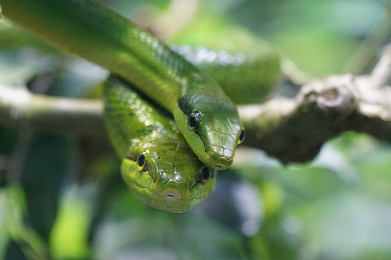 sharpnose snake snakes green free photo