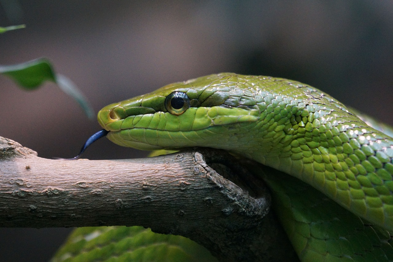 sharpnose snake snake non toxic free photo
