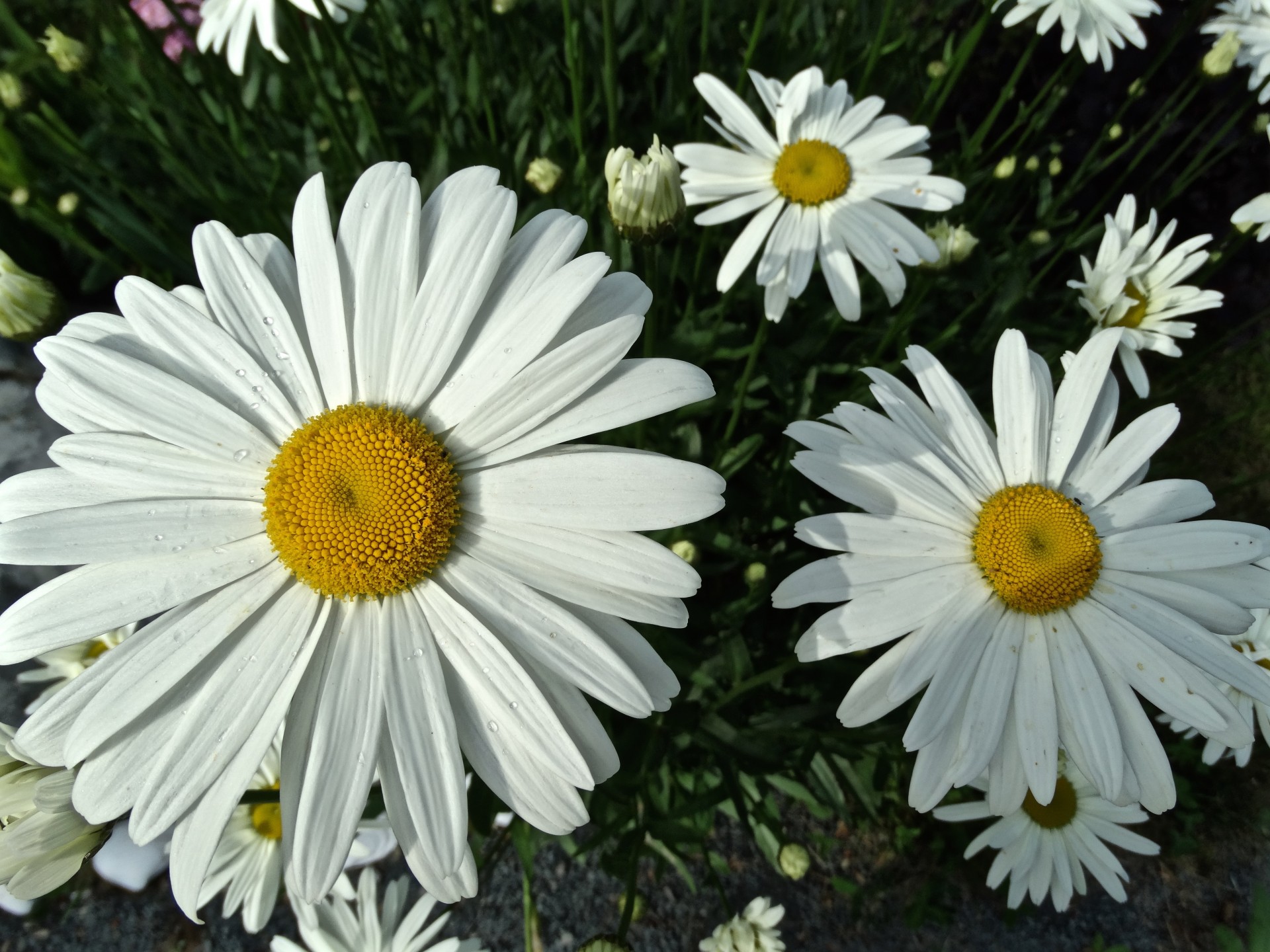 white shastas daisies free photo