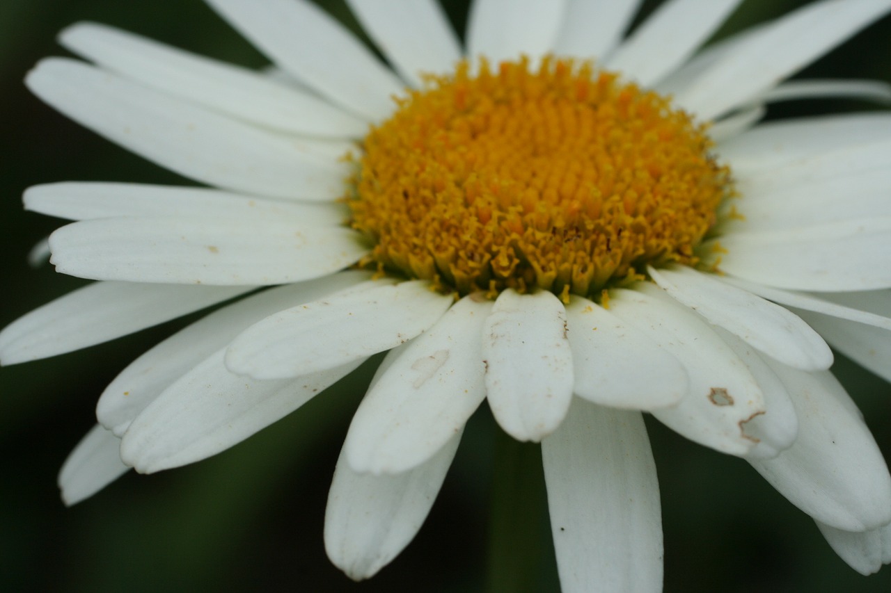 shasta daisy  white  perennial free photo