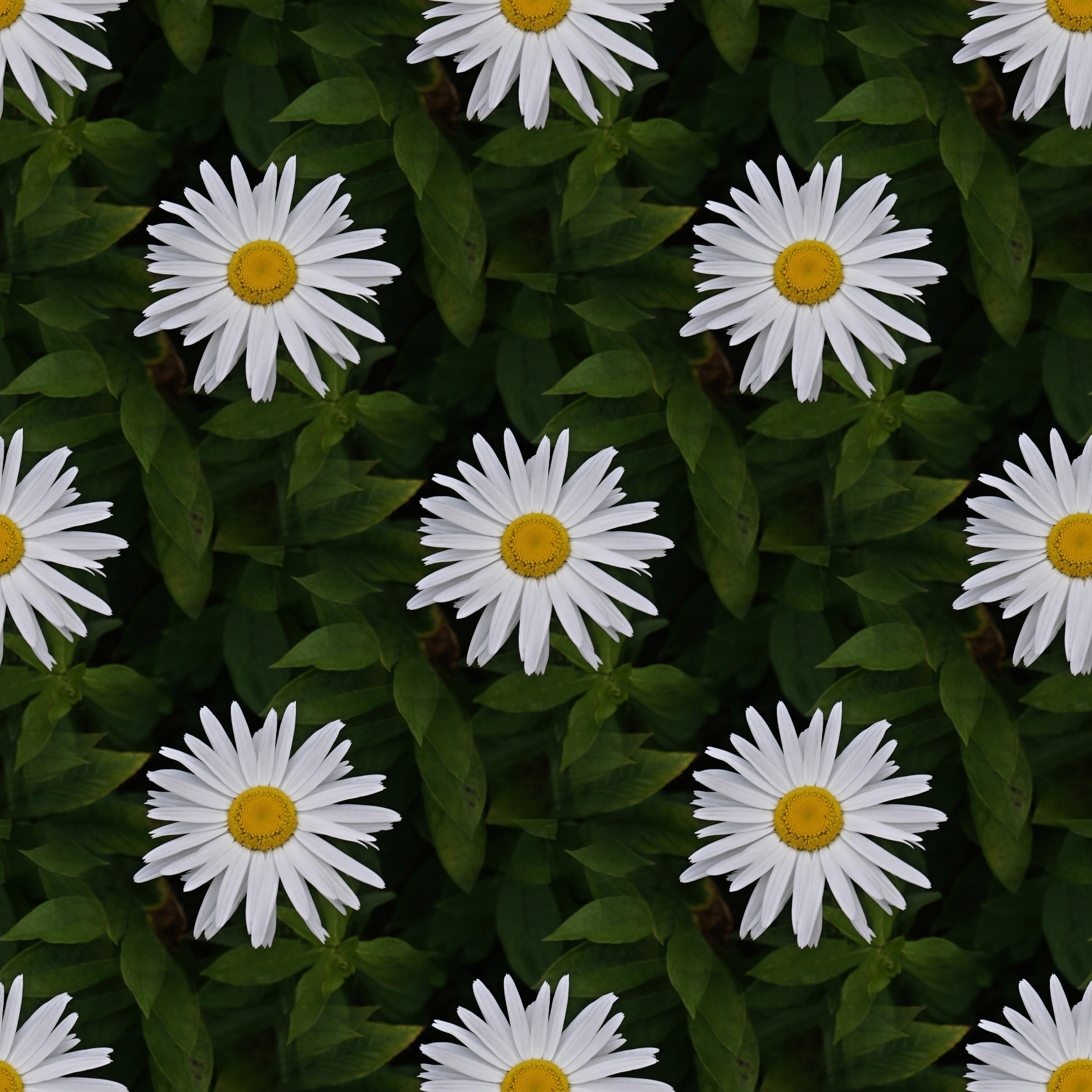daisy flower shasta daisy free photo