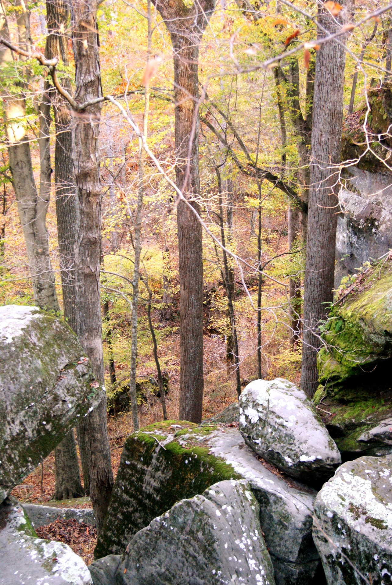 forest cliff mountain free photo