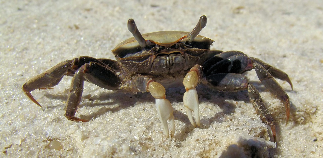 she crab fiddler crab brackish free photo
