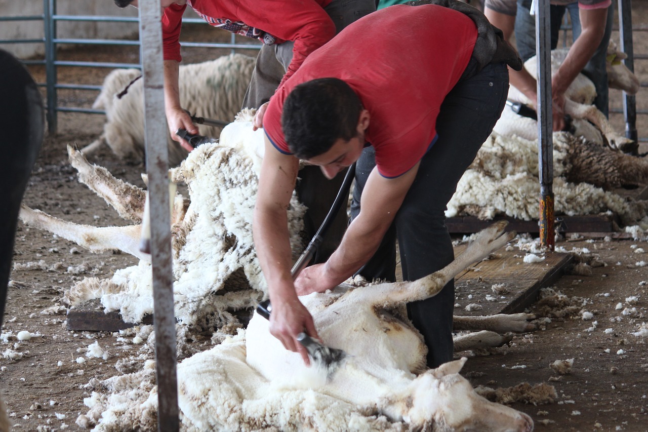 shear  shearing  sheep free photo