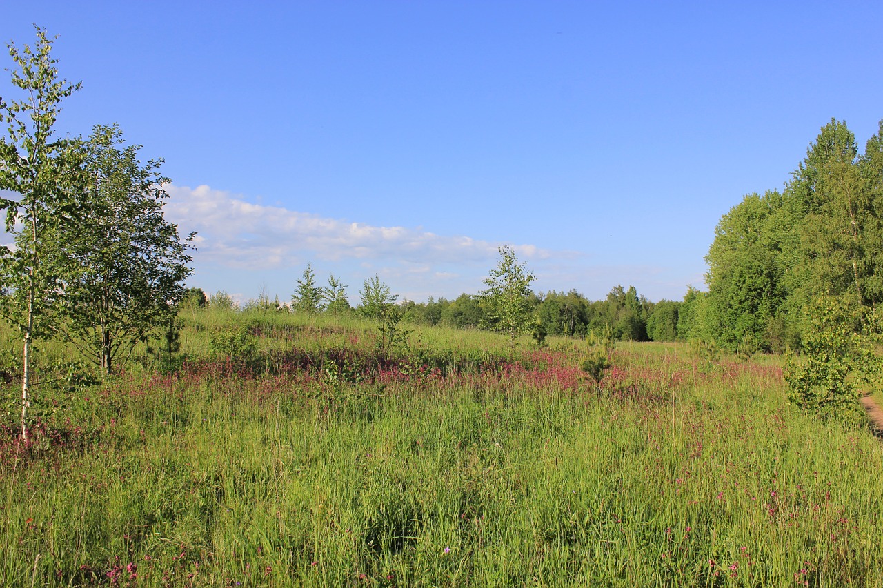 shearling russia forest free photo