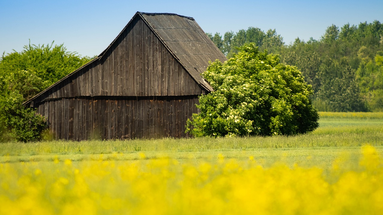 shed  barn  old house free photo