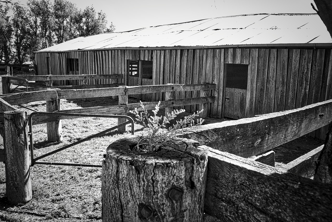 shed rustic vintage free photo