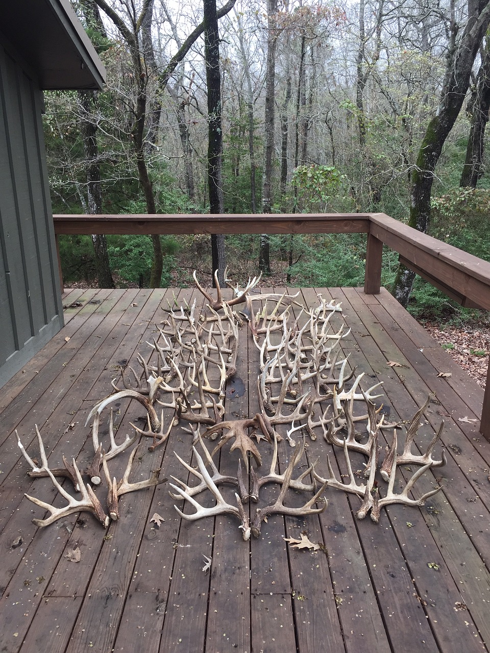 shed antler deer shed free photo