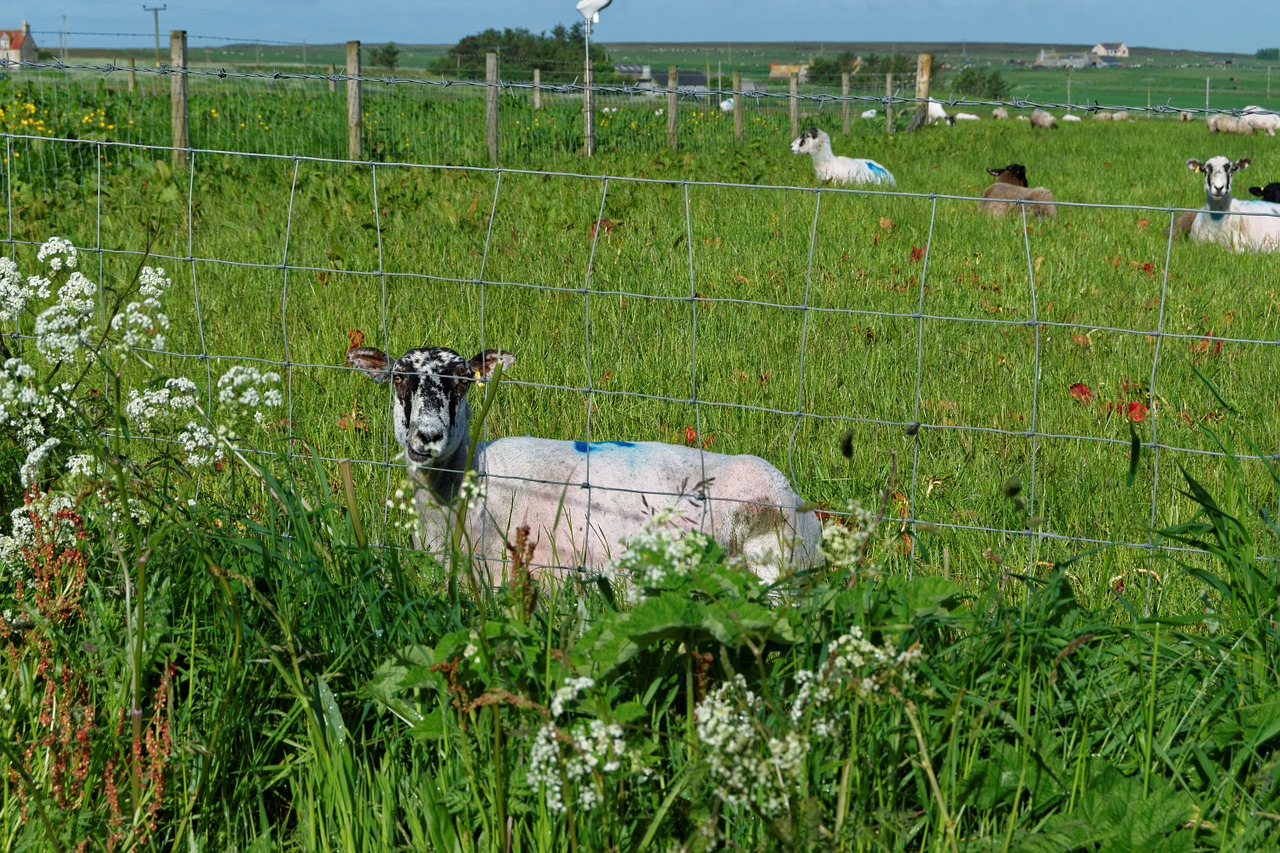 sheep field farm free photo