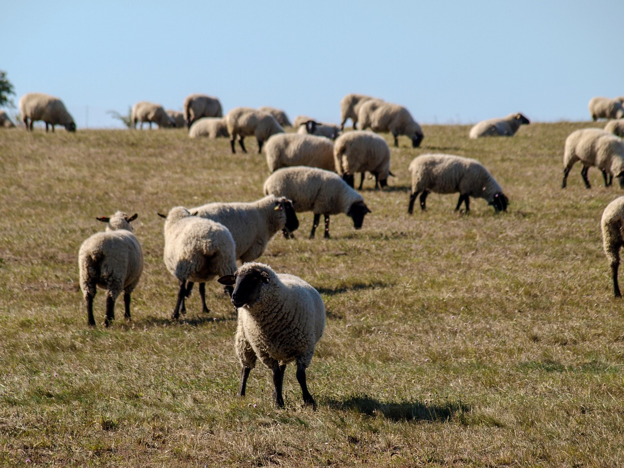 sheep pasture nature free photo