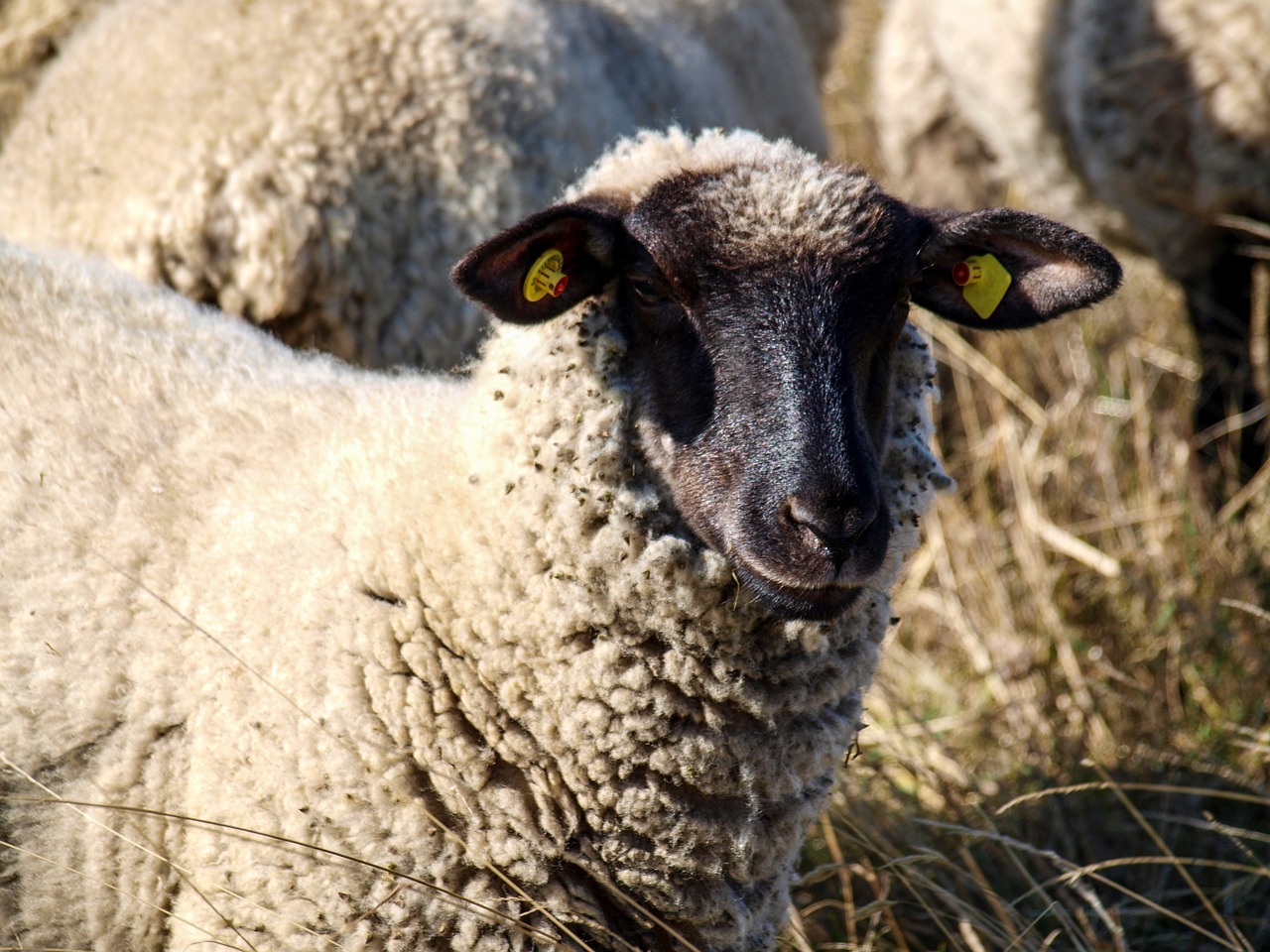 sheep pasture nature free photo