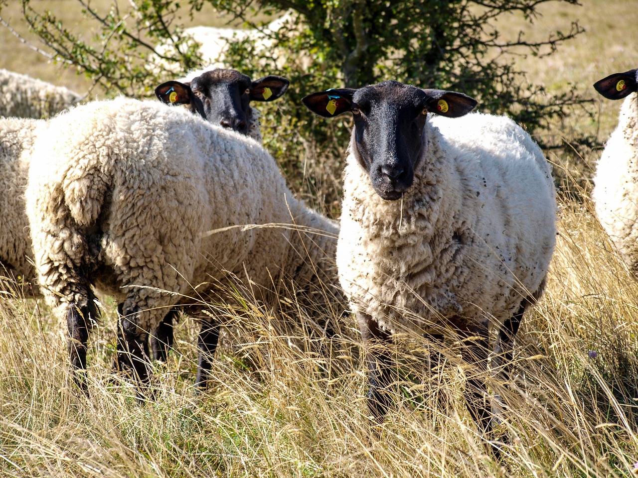 sheep pasture nature free photo