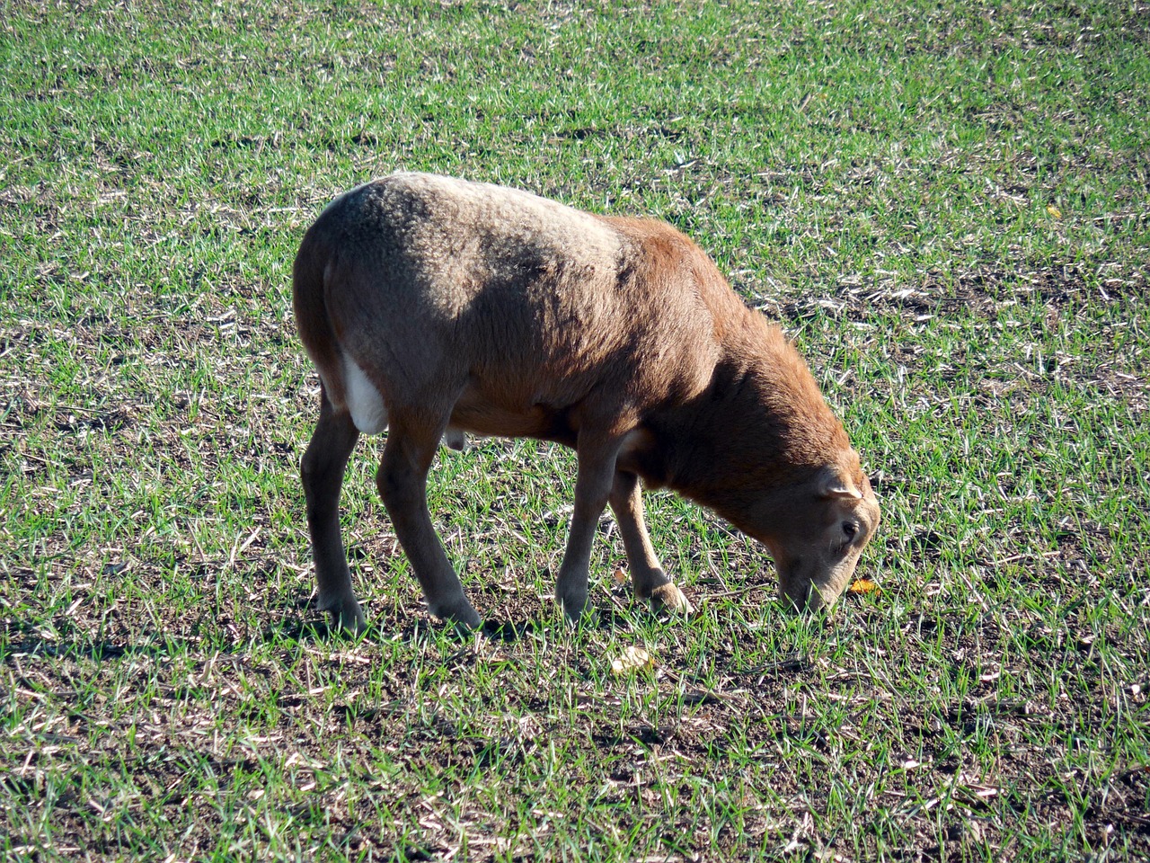 sheep pasture graze free photo