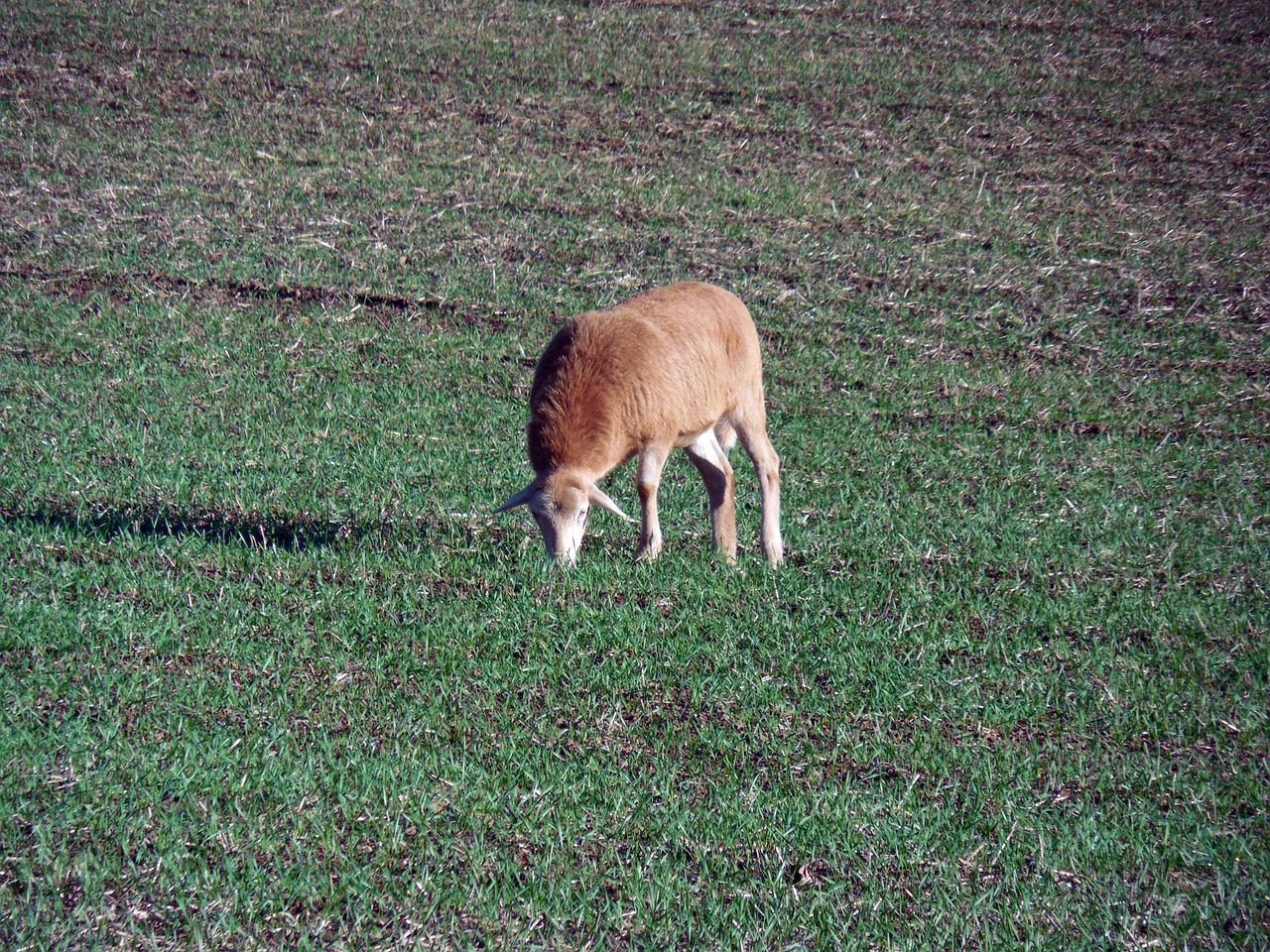 sheep pasture graze free photo