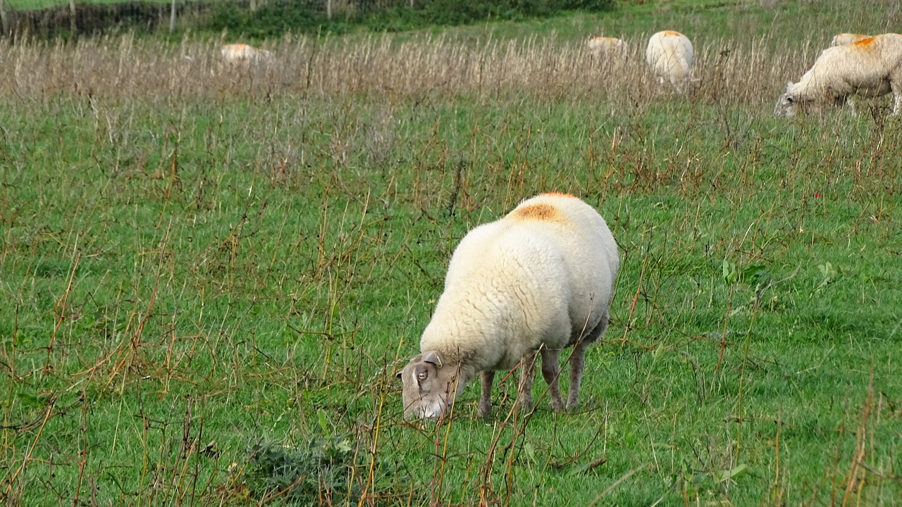 sheep grass field free photo