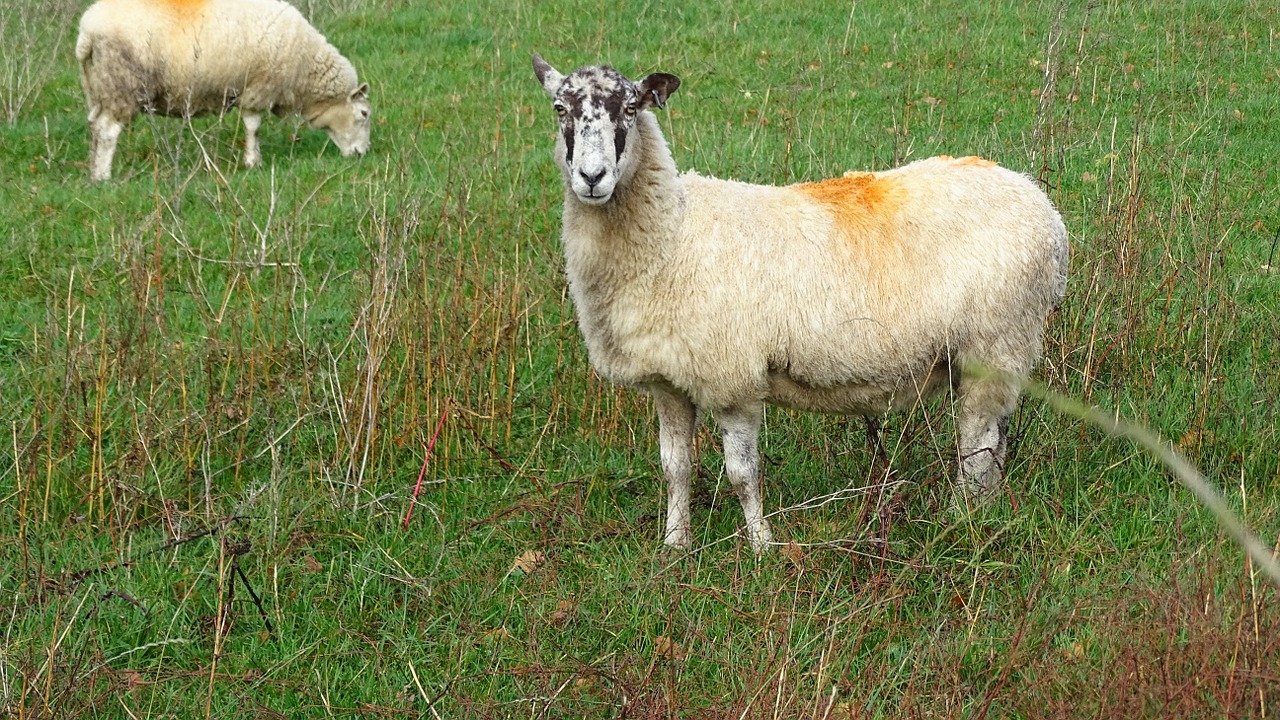 sheep grass field free photo